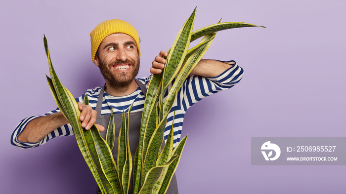 Happy smiling male florist or housekeeper poses near sansevieria plant, looks positively aside on fr