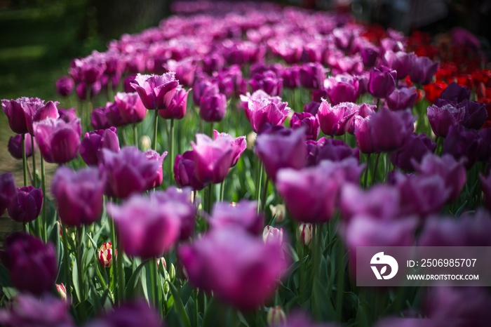 Selective focus shot of a purple tulip with a blurred background