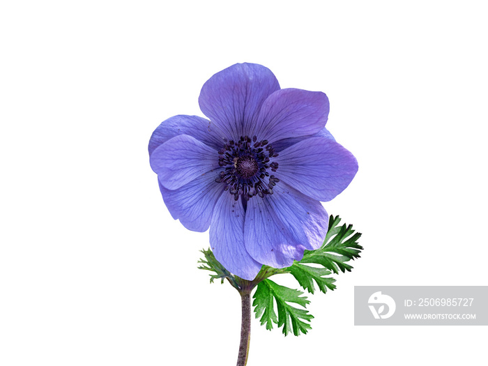 Blue Anemone Coronaria flower isolated on a white background