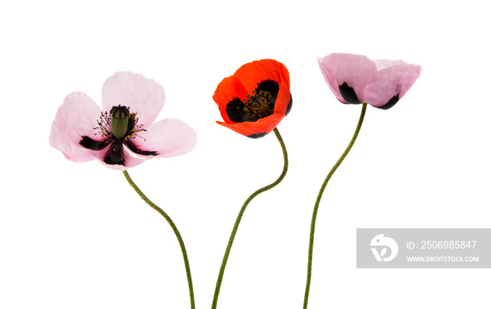 Beautiful poppies isolated