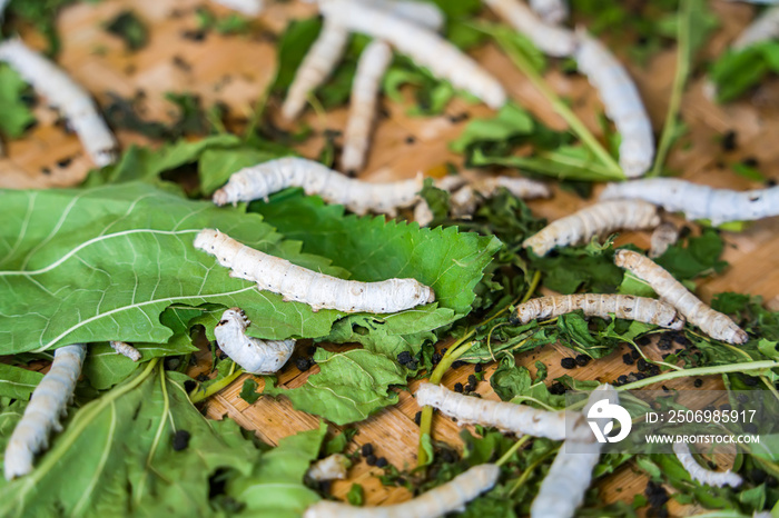 Silkworms larvae feed on green mulberry leaves in a large bamboo tray.