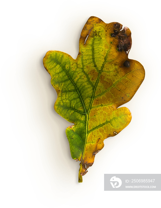 Oak Leaf