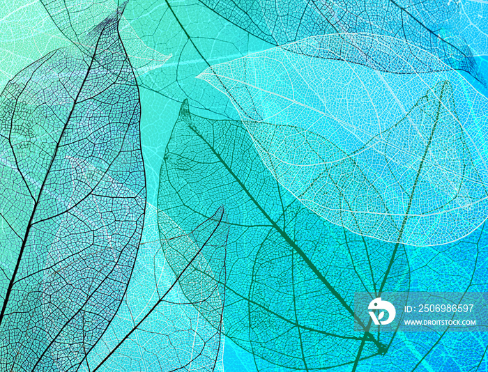 Beautiful abstract background with skeleton leaves