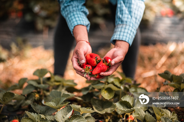 Mains dune femme qui récolte des fraises dans un champs dans les Landes