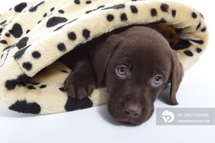 纯拉布拉多犬蓝叶巧克力