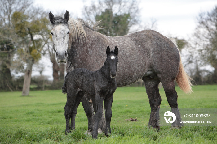 Percherons, jument和poulain