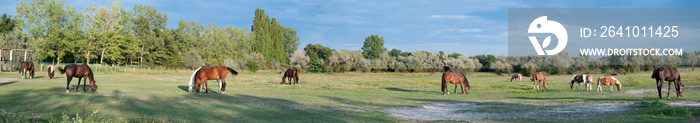 Panorama einer Pferdekoppel