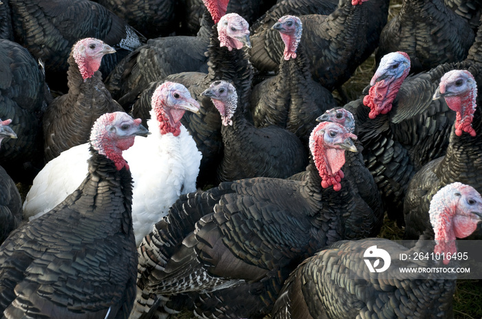 A flock of black Turkeys with one white Turkey