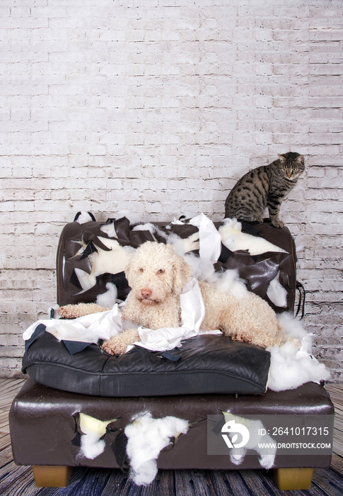 狗和猫在被破坏的沙发上