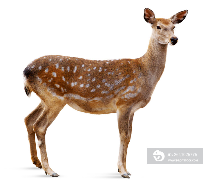 Sika Deer, Cervus nippon