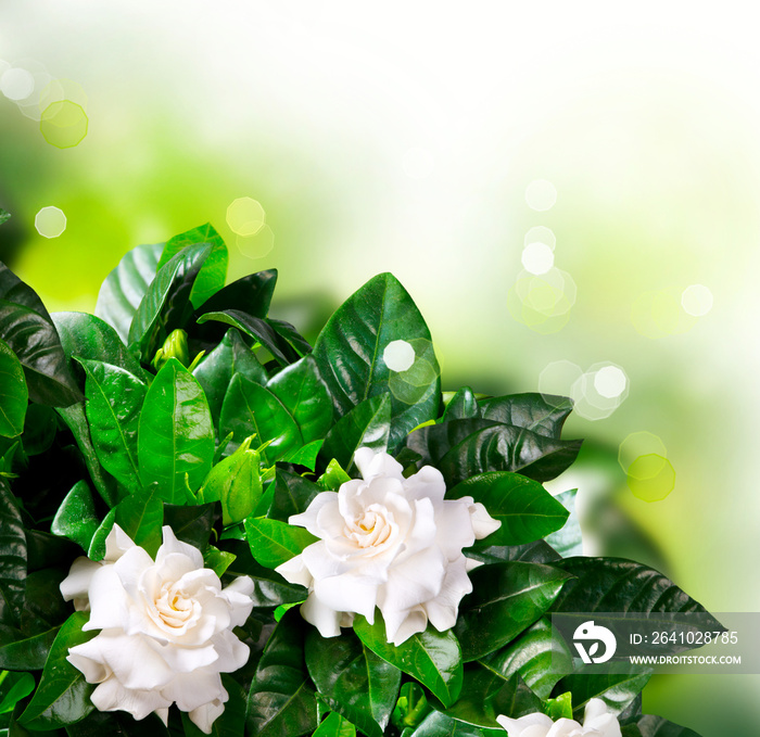 Gardenia Flowers. Jasmine