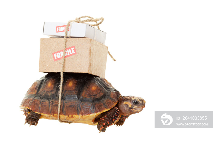 Tortoise Slow Mail