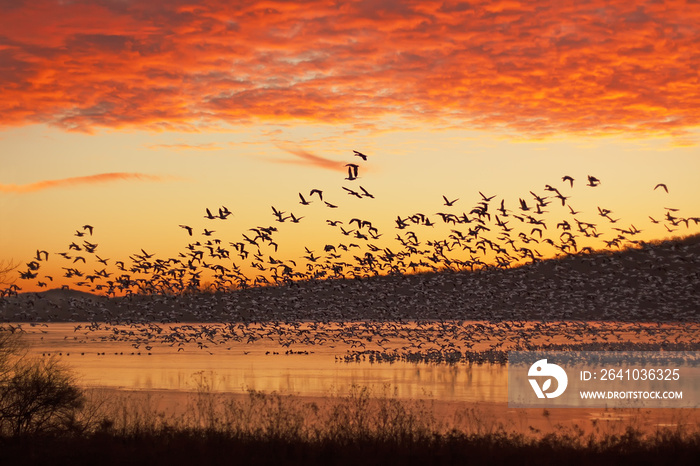 Snow Geese Flying at Sunrise