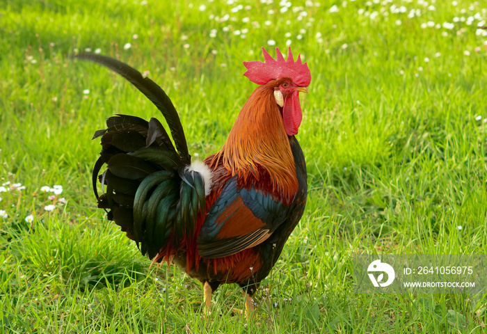 gallo di razza livornese collo oro