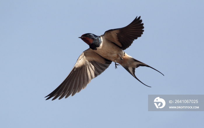 燕子，Hirundo rustica