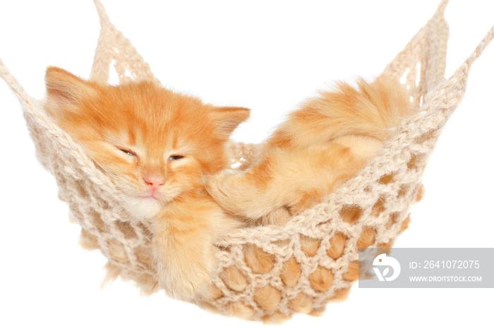 可爱的红毛小猫睡在吊床上