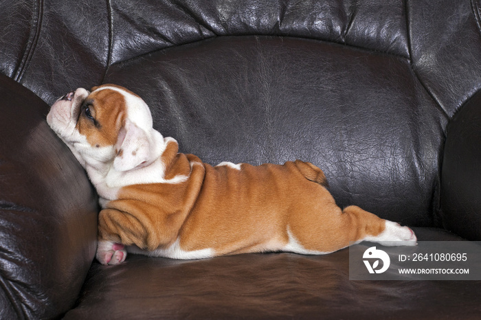 英国斗牛犬幼犬