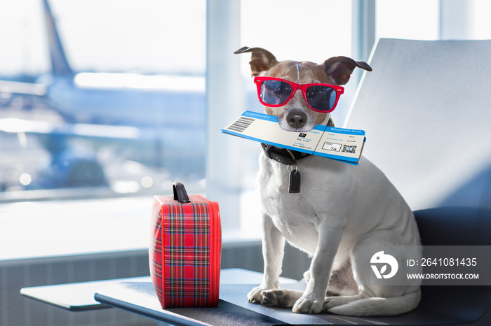 狗狗在机场候机楼度假