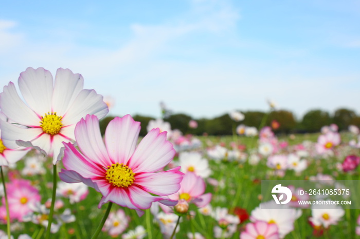 昭和纪念公园、大波斯菊节