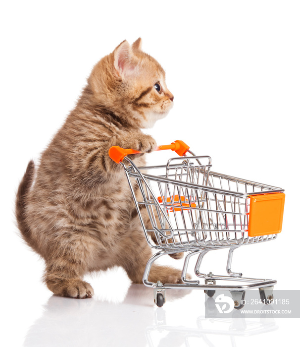 british cat with shopping cart isolated on white. kitten osolate