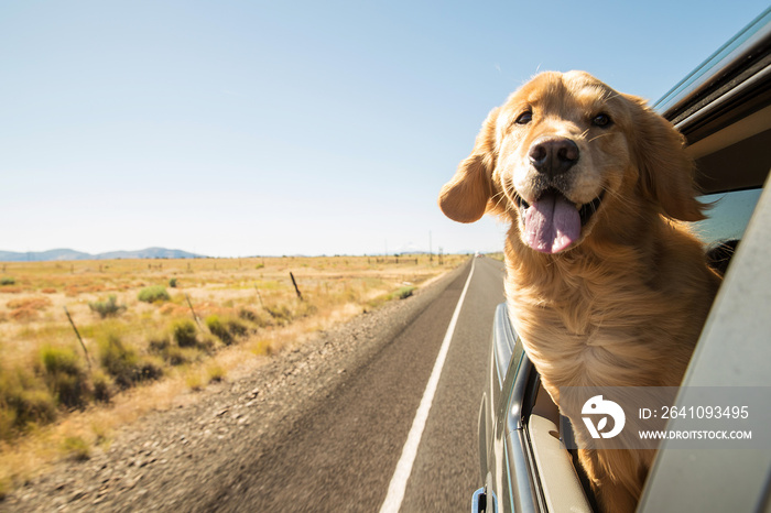 金毛寻回犬在公路旅行