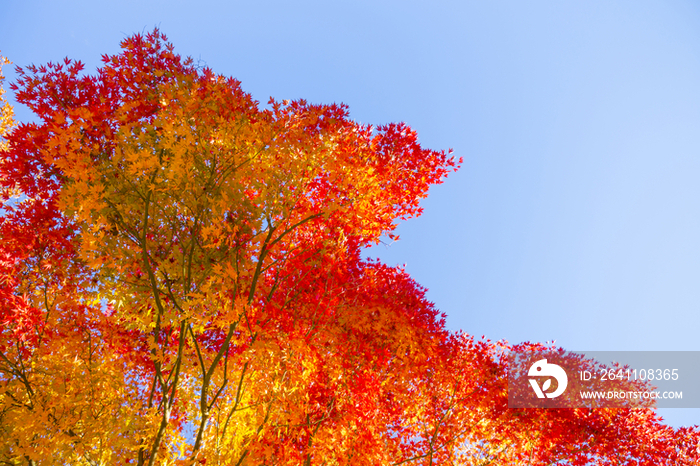 Autumn leaves and clear blue sky