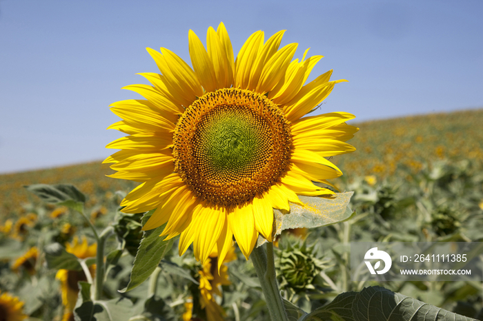 Sunflower