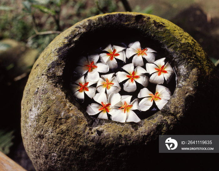 Frangipanni flowers floating in stone mortar
