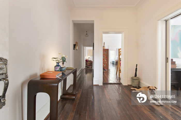 Dog resting on wooden floor in hallway with open rooms at contemporary house