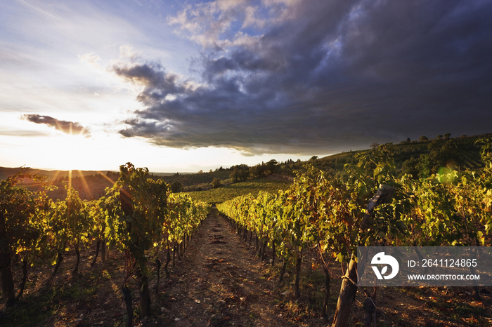 Vineyards