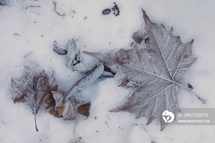 Leaves in snow 