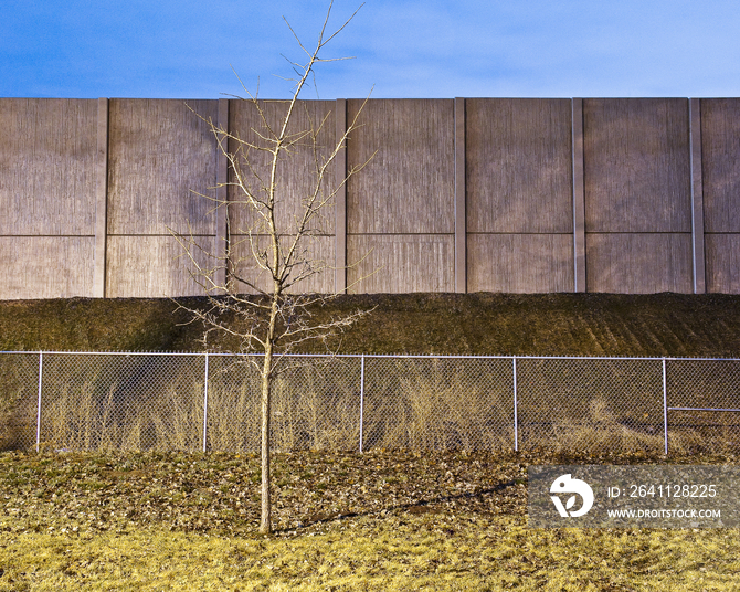 Bare Tree in Front of a Barrier