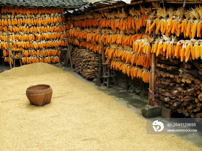 湖南衡阳粮食丰收