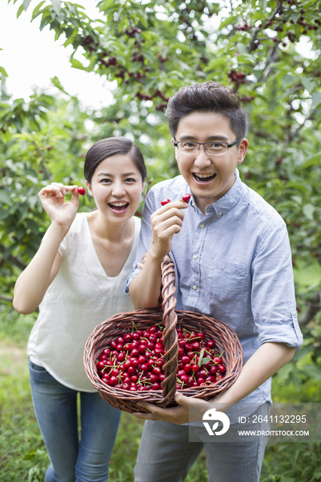 年轻夫妻在果园采摘樱桃