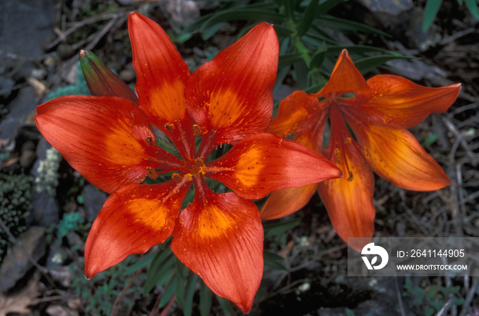 Red lily (Lilium bulbiferum)