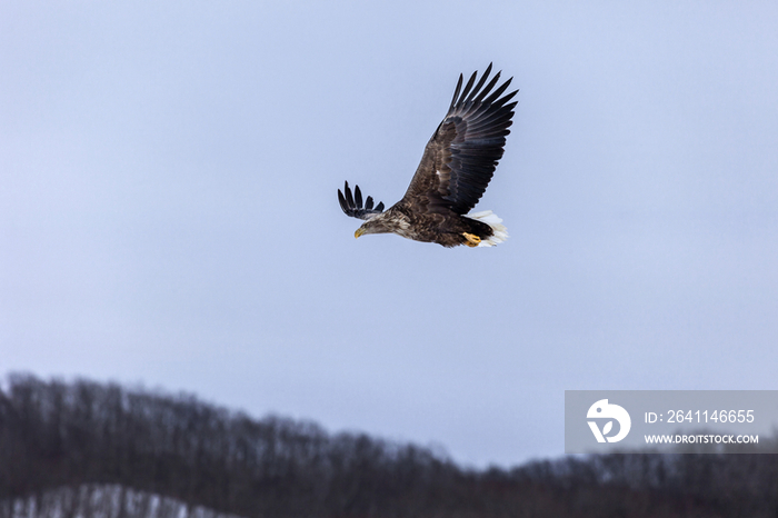 Flying eagle in sky