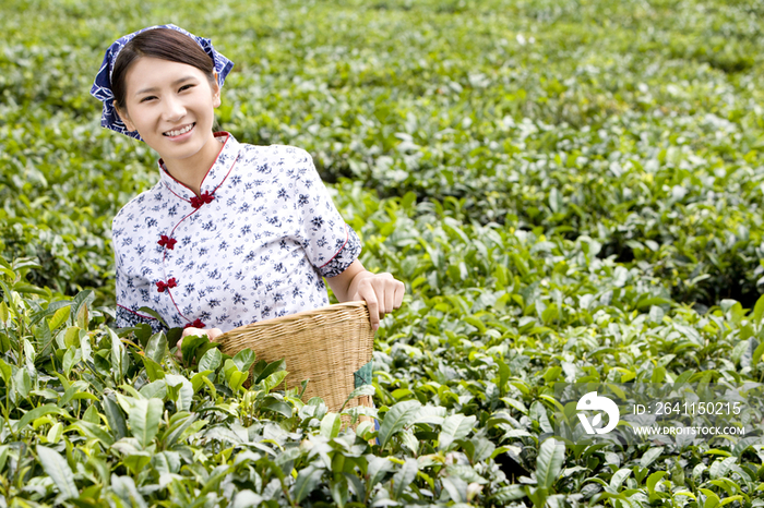 采茶女在茶园采茶