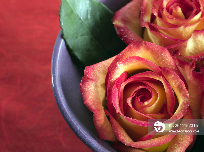 Close-up of roses in a bowl