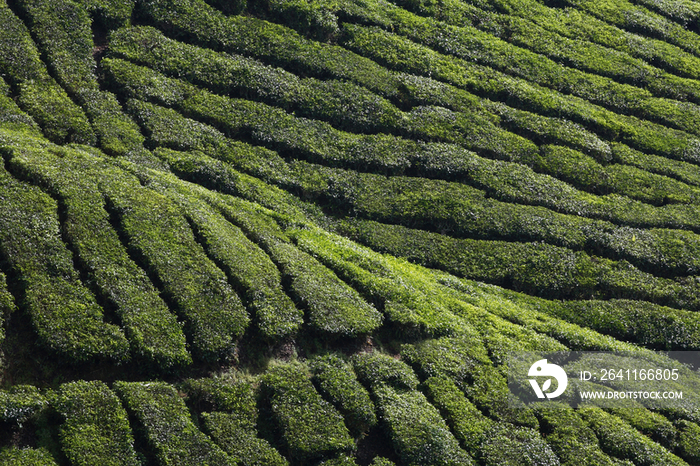 View of Boh Tea Plantation in Cameron Highlands, Malaysia