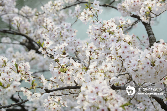 Cherry Blossoms at Chidorigafuchi Park,Chiyoda,Tokyo,Japan