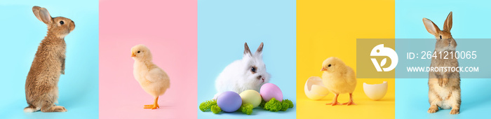 Collage with cute bunnies, chicks and painted Easter eggs on color background