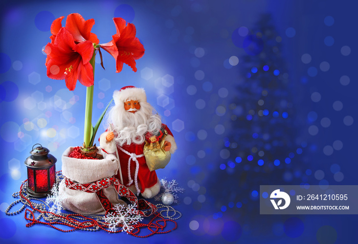 New-year still life with hippeastrum and Santa Claus