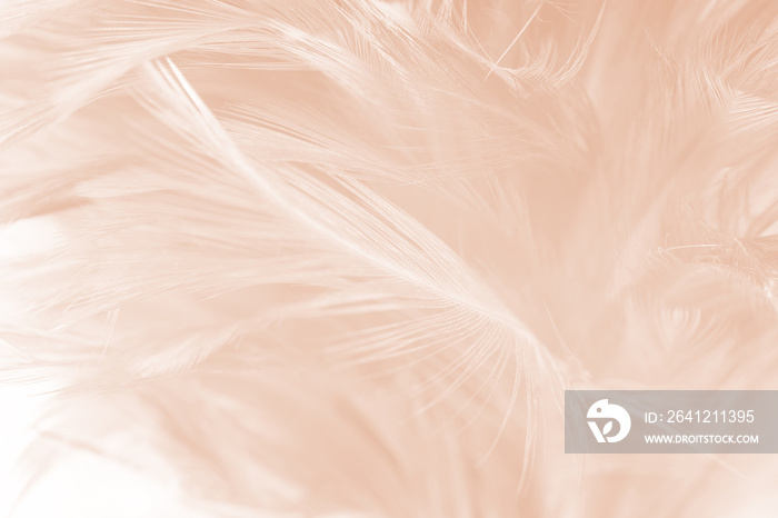 Beautiful white-brown feather texture background