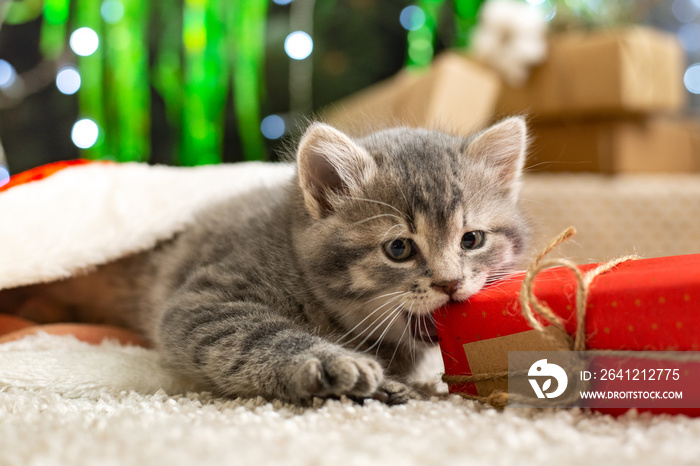 Christmas cat play with gift box. Beautiful little tabby kitten in red Santa Claus hat near Christma