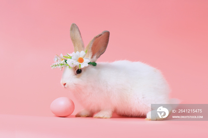 Happy white bunny rabbit wearing daisy flower crown with painted Easter egg on sweet pink background
