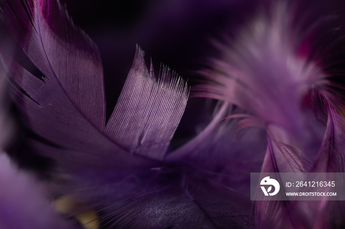 Closeup shot of textured purple feathers on a dreamcatcher