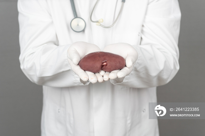 A doctor with stethoscope holds a kidney in his hands