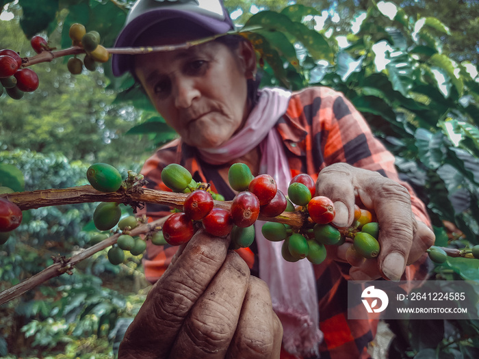 Peasant woman and agriculture picking coffee in Colombian plantations