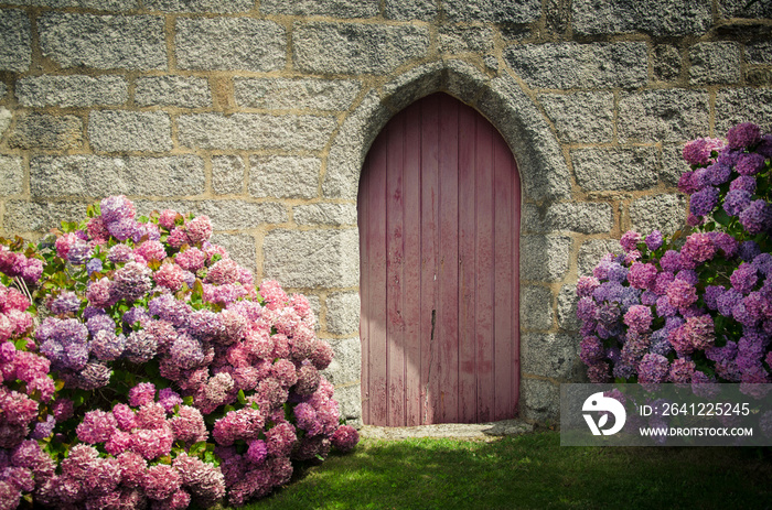 hortensia devant une vieille porte médiévale en bois ancien