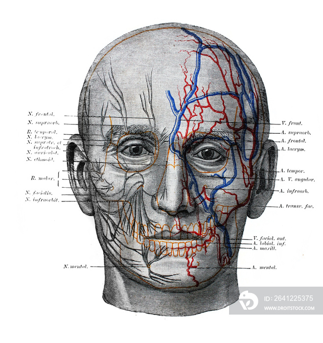 默克尔神父的旧书《死亡阿纳托利》中面部神经、静脉和动脉的插图，1